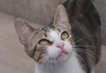 Cherie Bild von Cherie
