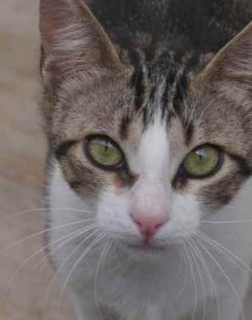 Cherie Bild von Cherie
