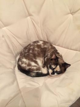 Knox Bild von Knox