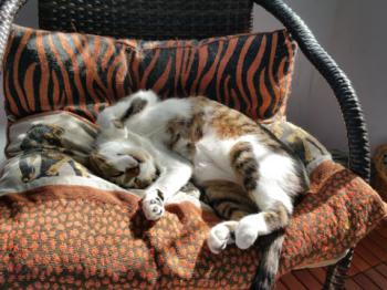 Mijou Bild von Mijou