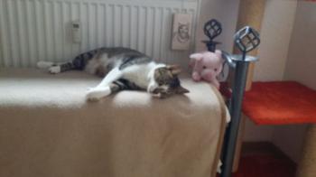 Mijou Bild von Mijou