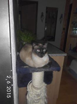 Ginger Bild von Ginger