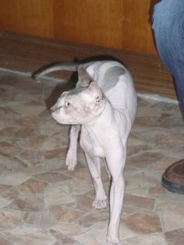 Toto Bild von Toto