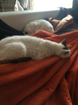 Pussy Bild von Pussy