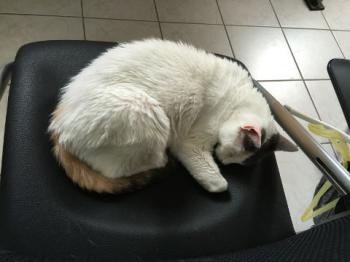 Pussy Bild von Pussy
