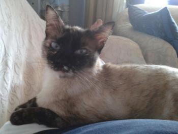 Aisha Bild von Aisha