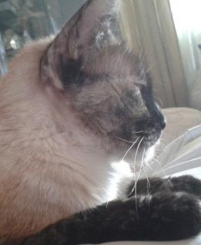 Aisha Bild von Aisha