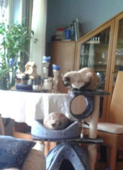 Aisha Bild von Aisha