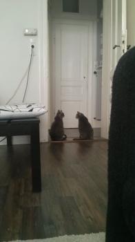 Cuco Bild von Cuco