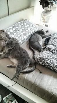 Cuco Bild von Cuco