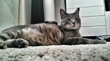 Cuco Bild von Cuco