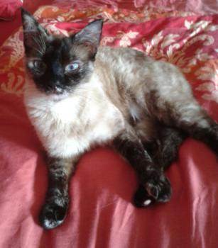 Aisha Bild von Aisha