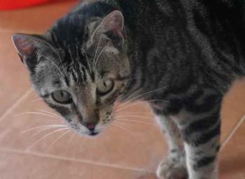 Rafi Bild von Rafi