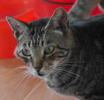 Rafi Bild von Rafi
