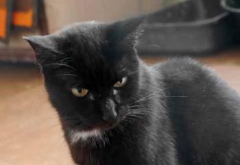 Bild von Sally