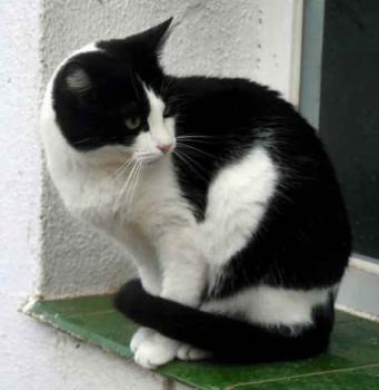 Paloma Bild von Paloma