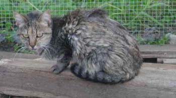 Pili Bild von Pili