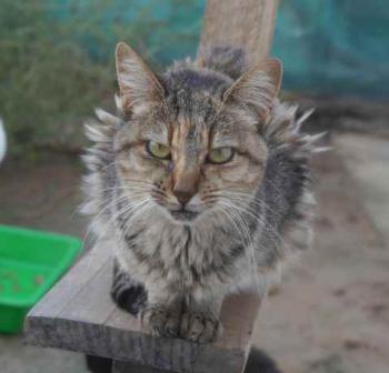 Pili Bild von Pili