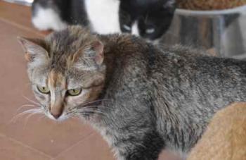 Pili Bild von Pili
