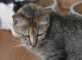 Pili Bild von Pili