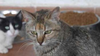 Pili Bild von Pili
