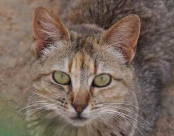 Pili Bild von Pili
