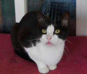 Polly Bild von Polly