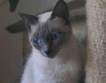 Bild von Isra