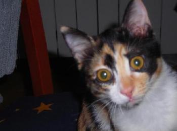 Kira Bild von Kira