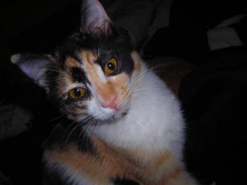 Kira Bild von Kira