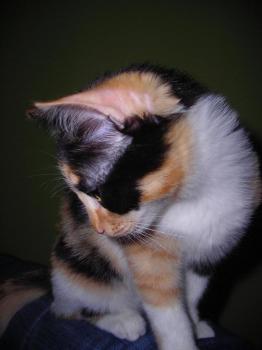 Kira Bild von Kira