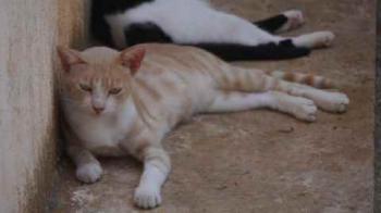 Bastiane Bild von Bastiane