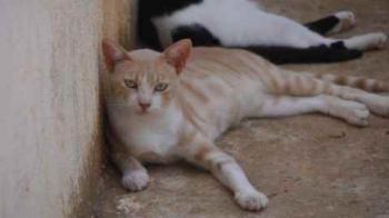 Bastiane Bild von Bastiane