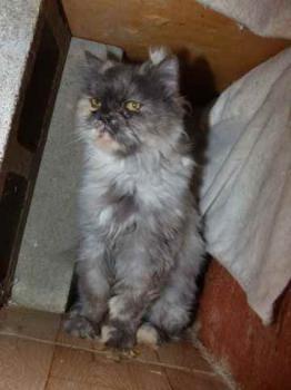 Shila Bild von Shila