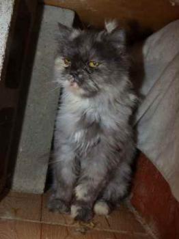 Shila Bild von Shila