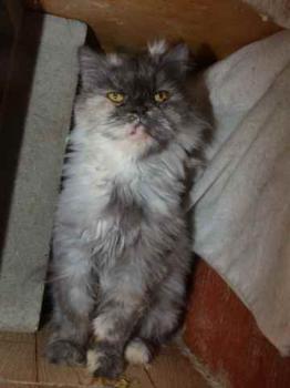 Shila Bild von Shila