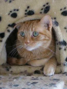 Bild von Anakin
