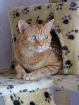 Bild von Anakin