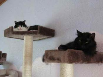 Layla Bild von Layla