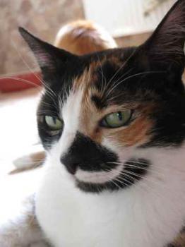 Mazurca Bild von Mazurca