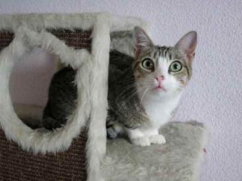 Bild von Sakima