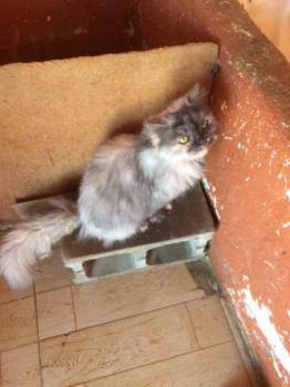 Shila Bild von Shila