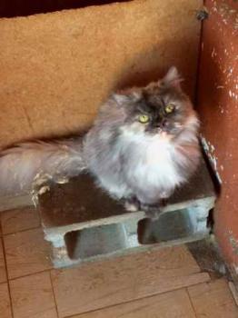 Shila Bild von Shila