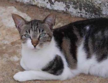 Signorina Bild von Signorina