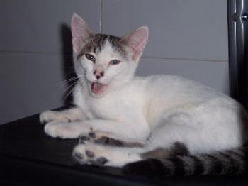 Cuco Bild von Cuco