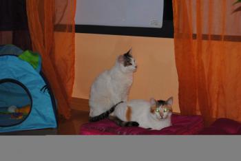 Cuco Bild von Cuco