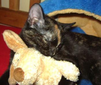Kitty Bild von Kitty