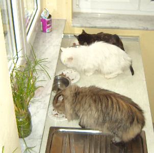 Kitty und ihre Freunde Bild von Kitty