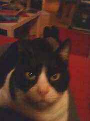 Azrael Bild von Azrael