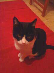 Azrael Bild von Azrael